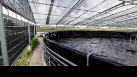 我家的魚菜共生系統(tǒng),今天系統(tǒng)里放入了試水魚,觀察7天沒問題就可以上其它品種